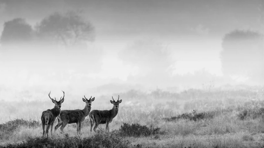 Photo de cerfs en noir et blanc pendant le brame par Amar Guille Photo de cerfs en noir et blanc pendant le brame par Amar Guille