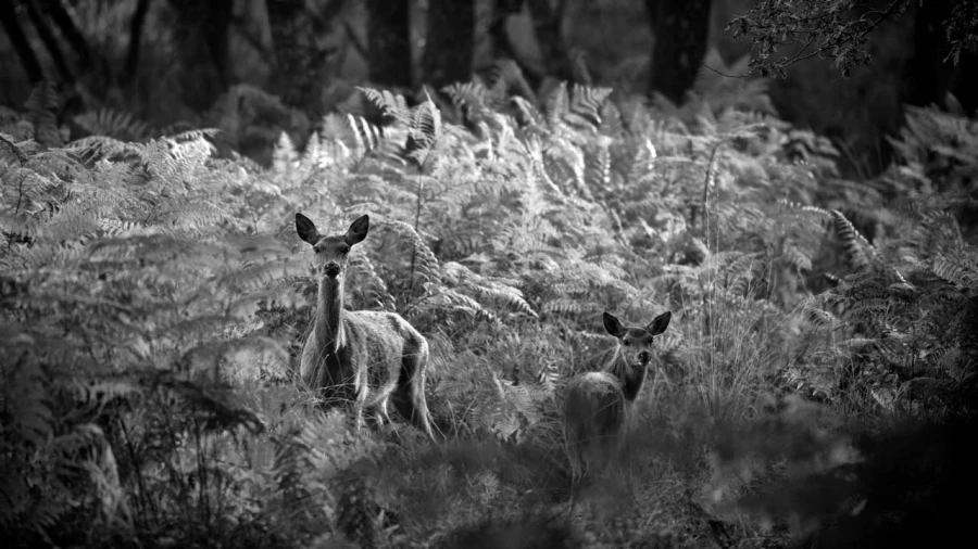 Photo de cerfs en noir et blanc pendant le brame par Amar Guille Photo de cerfs en noir et blanc pendant le brame par Amar Guille