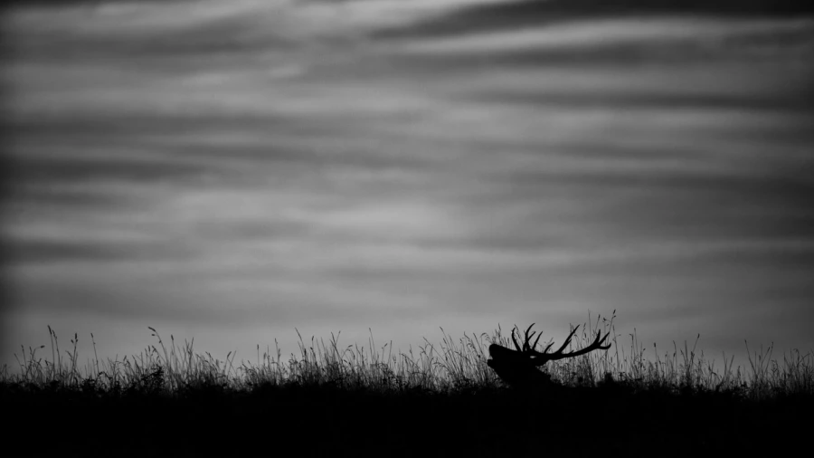 Photo de cerfs en noir et blanc pendant le brame par Amar Guille Photo de cerfs en noir et blanc pendant le brame par Amar Guille