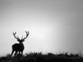 Photo de cerfs en noir et blanc pendant le brame par Amar Guille
