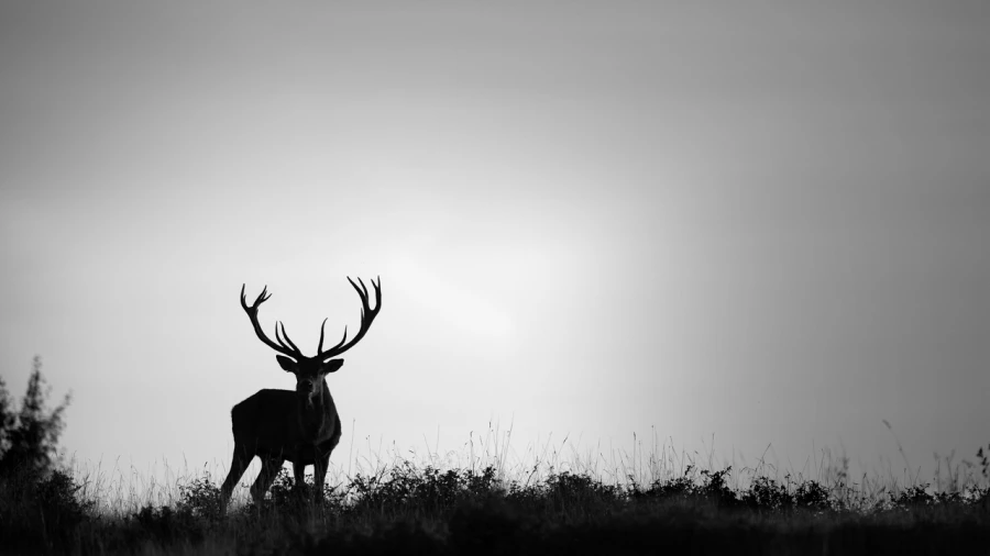 Photo de cerfs en noir et blanc pendant le brame par Amar Guille Photo de cerfs en noir et blanc pendant le brame par Amar Guille