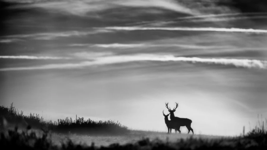 Photo de cerfs en noir et blanc pendant le brame par Amar Guille Photo de cerfs en noir et blanc pendant le brame par Amar Guille