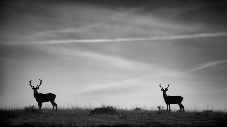 Photo de cerfs en noir et blanc pendant le brame par Amar Guille Photo de cerfs en noir et blanc pendant le brame par Amar Guille