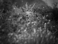 Photo de cerfs en noir et blanc pendant le brame par Amar Guille