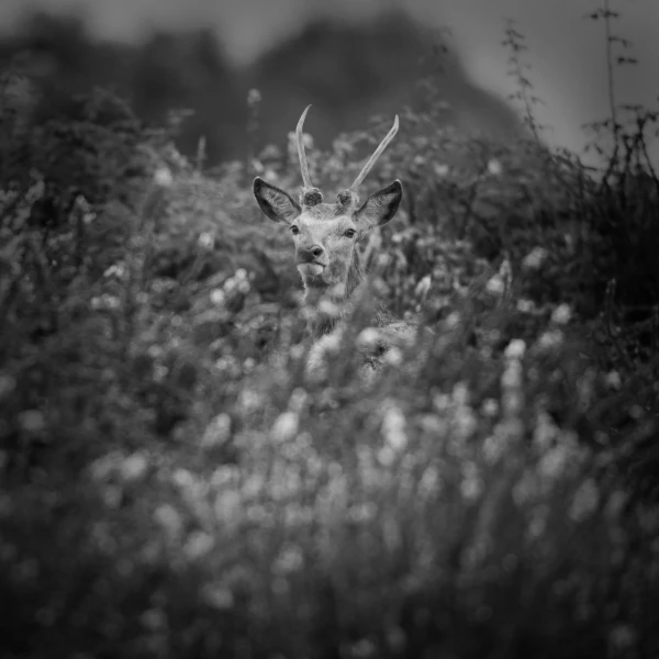 Photo de cerfs en noir et blanc pendant le brame par Amar Guille Photo de cerfs en noir et blanc pendant le brame par Amar Guille