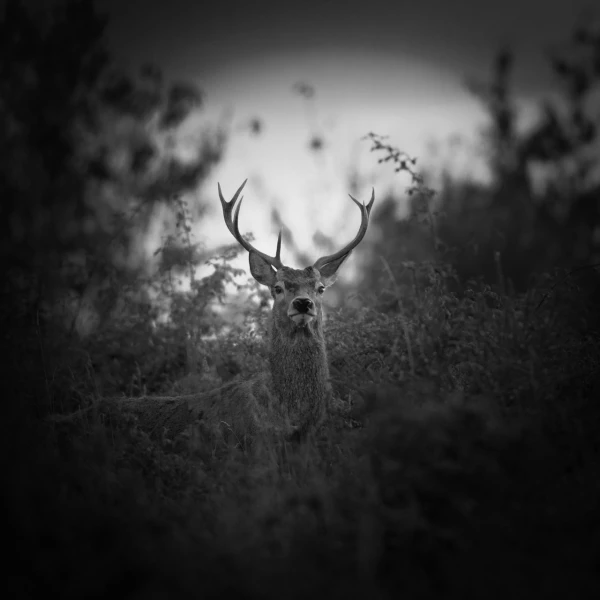 Photo de cerfs en noir et blanc pendant le brame par Amar Guille Photo de cerfs en noir et blanc pendant le brame par Amar Guille