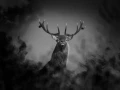 Photo de cerfs en noir et blanc pendant le brame par Amar Guille