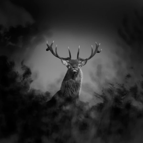 Photo de cerfs en noir et blanc pendant le brame par Amar Guille Photo de cerfs en noir et blanc pendant le brame par Amar Guille