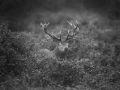 Photo de cerfs en noir et blanc pendant le brame par Amar Guille