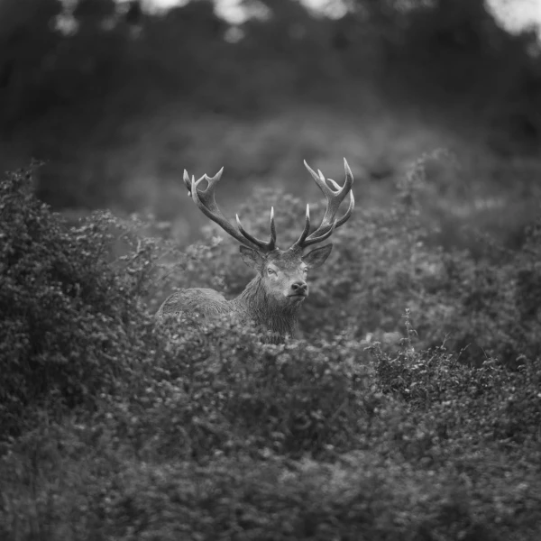 Photo de cerfs en noir et blanc pendant le brame par Amar Guille Photo de cerfs en noir et blanc pendant le brame par Amar Guille