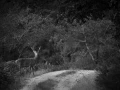 Photo de cerfs en noir et blanc pendant le brame par Amar Guille