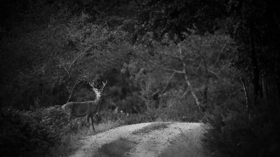 Photo de cerfs en noir et blanc pendant le brame par Amar Guille Photo de cerfs en noir et blanc pendant le brame par Amar Guille