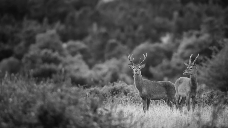 Photo de cerfs en noir et blanc pendant le brame par Amar Guille Photo de cerfs en noir et blanc pendant le brame par Amar Guille