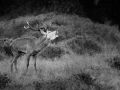 Photo de cerfs en noir et blanc pendant le brame par Amar Guille