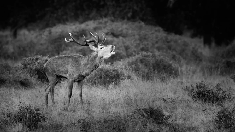 Photo de cerfs en noir et blanc pendant le brame par Amar Guille Photo de cerfs en noir et blanc pendant le brame par Amar Guille