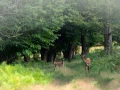 Faon et biche en sous-bois en France