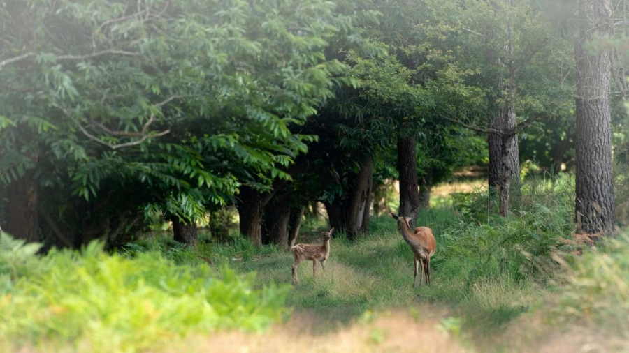 Faon et biche en sous-bois en France Faon et biche en sous-bois en France