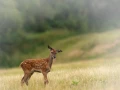 Faon dans une prairie en France. Amar Guillen, Photographe.