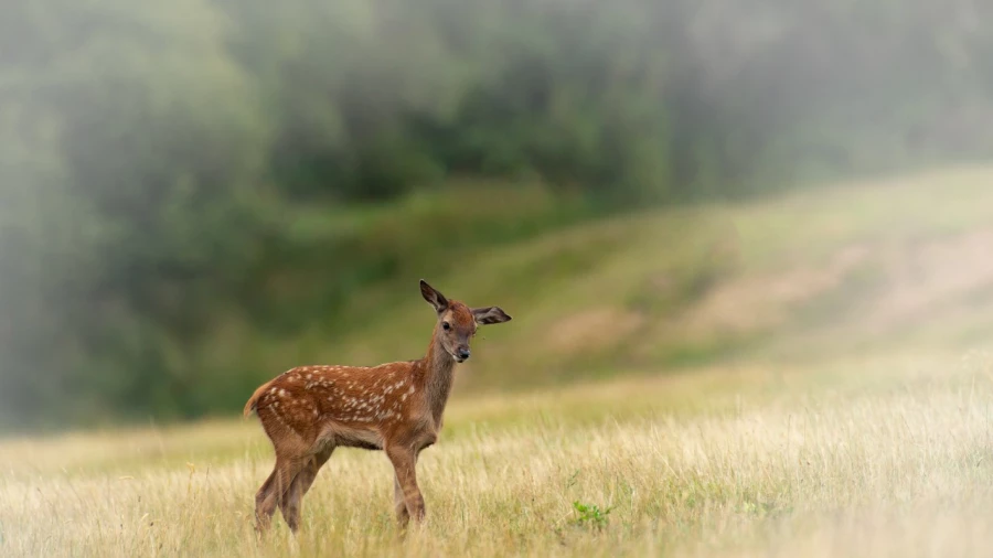 Faon dans une prairie en France. Amar Guillen, Photographe. Faon dans une prairie en France. Amar Guillen, Photographe.