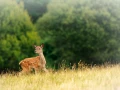 Faon dans une prairie en France. Amar Guillen, Photographe.