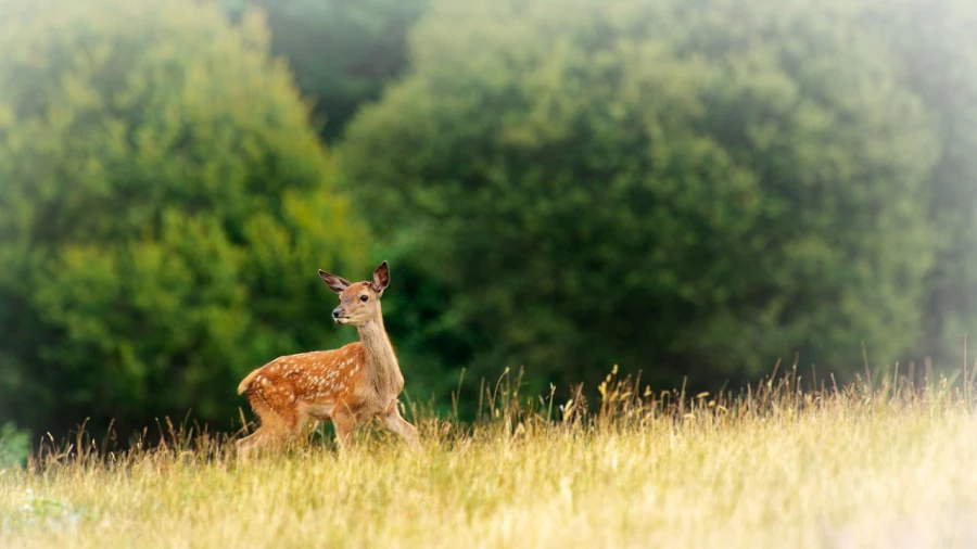 Faon dans une prairie en France. Amar Guillen, Photographe. Faon dans une prairie en France. Amar Guillen, Photographe.