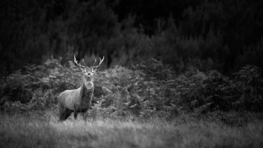 Photo in black and white of a red deer stag during the rut by Am Photo in black and white of a red deer stag during the rut by Am