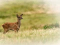Faon dans une prairie en France. Amar Guillen, Photographe.