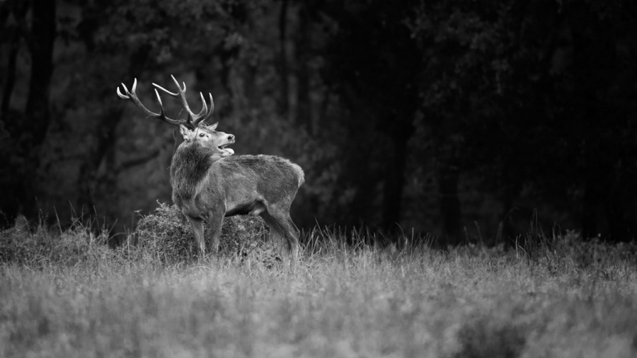 Photo in black and white of a red deer stag during the rut by Am Photo in black and white of a red deer stag during the rut by Am