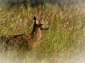 Faon dans une prairie en France. Amar Guillen, Photographe.