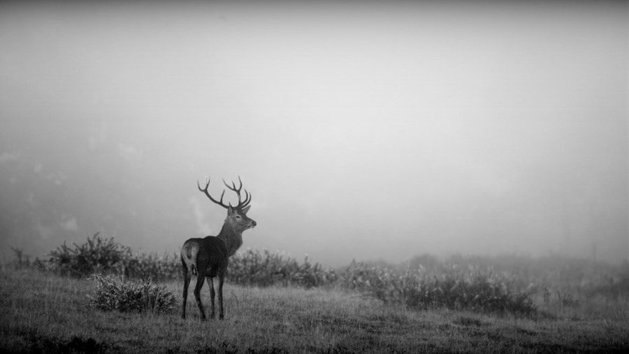 Photo in black and white of a red deer stag during the rut by Am Photo in black and white of a red deer stag during the rut by Am