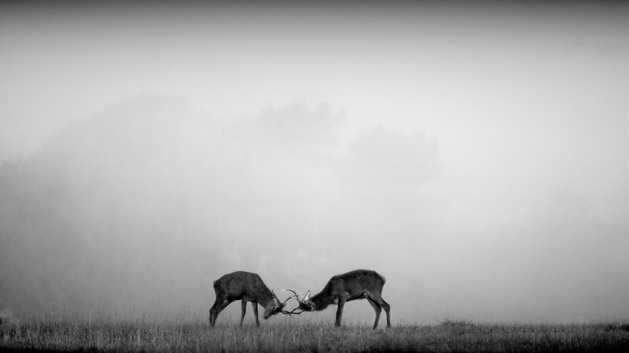 Photo in black and white of a red deer stag during the rut by Am Photo in black and white of a red deer stag during the rut by Am