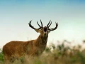 Photo de la nature de la Charente-Maritime par Amar Guillen, Art