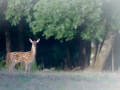 Faon à l'orée d'un bois en France.