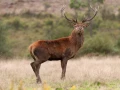 Photo de la nature de la Charente-Maritime par Amar Guillen, Art