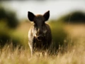 Photo de la nature de la Charente-Maritime par Amar Guillen, Art