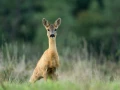 Photo de la nature de la Charente-Maritime par Amar Guillen, Art