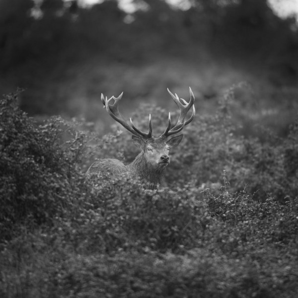 Photo in black and white of a red deer stag during the rut by Am Photo in black and white of a red deer stag during the rut by Am