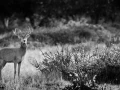 Photo de cerfs en noir et blanc pendant le brame par Amar Guille