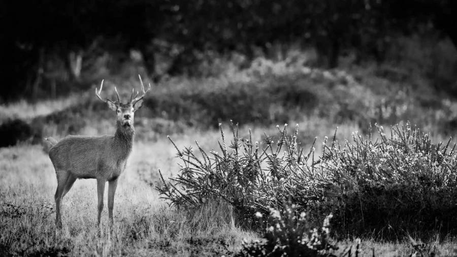 Photo de cerfs en noir et blanc pendant le brame par Amar Guille Photo de cerfs en noir et blanc pendant le brame par Amar Guille