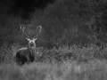 Photo de cerfs en noir et blanc pendant le brame par Amar Guille