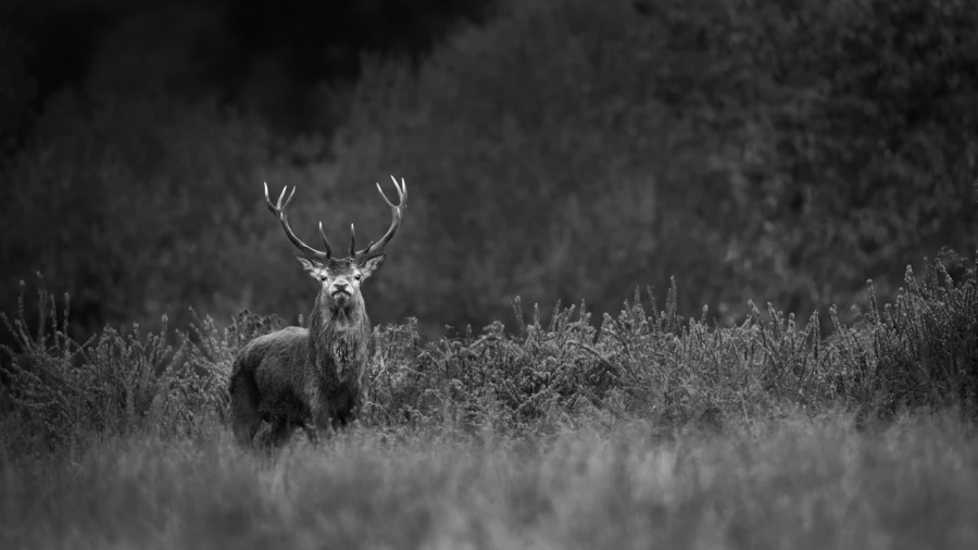 Photo de cerfs en noir et blanc pendant le brame par Amar Guille Photo de cerfs en noir et blanc pendant le brame par Amar Guille