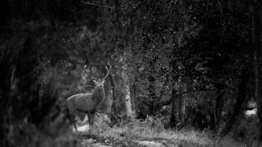 Photo de cerfs en noir et blanc pendant le brame par Amar Guille Photo de cerfs en noir et blanc pendant le brame par Amar Guille
