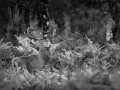 Photo de cerfs en noir et blanc pendant le brame par Amar Guille