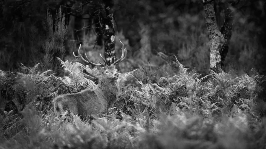 Photo de cerfs en noir et blanc pendant le brame par Amar Guille Photo de cerfs en noir et blanc pendant le brame par Amar Guille