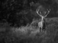 Photo de cerfs en noir et blanc pendant le brame par Amar Guille