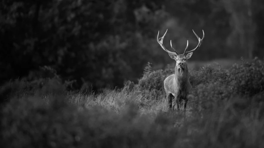 Photo de cerfs en noir et blanc pendant le brame par Amar Guille Photo de cerfs en noir et blanc pendant le brame par Amar Guille
