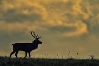 Blog gallery red deer stag in color