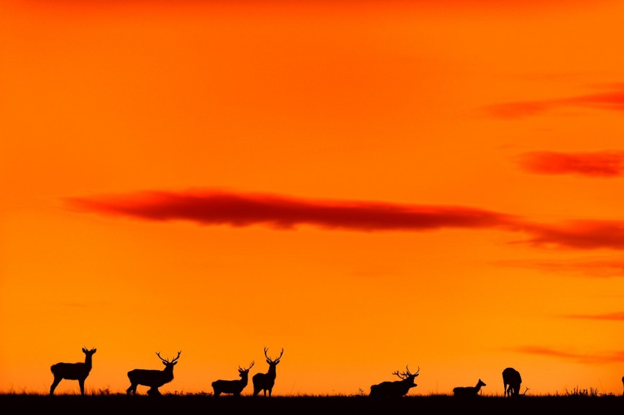 Cerf élaphe en couleur pendant le brame du cerf en Charente-Mar Cerf élaphe en couleur pendant le brame du cerf en Charente-Mar