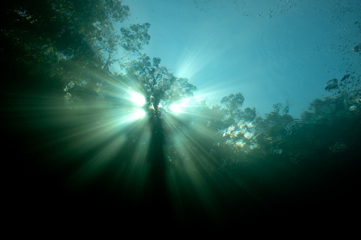 Professional Underwater Photographer Artist