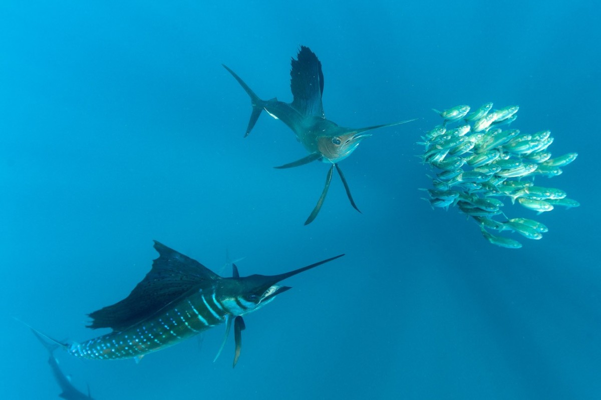 Professional Underwater Photographer Artist